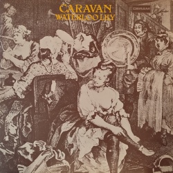 Caravan - Waterloo Lily